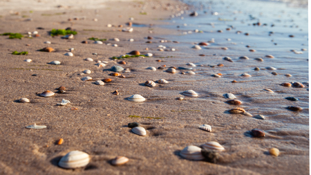 Summery backlit photo with long shadows of shells and details of sun dispute refelction and wet...