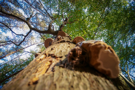 Mushroom photographed from below towards the green foliage with its tree crown and branches