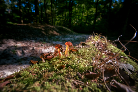 Beautiful young brown fungus on old tree trunk, silhouetted against the green mossの写真素材