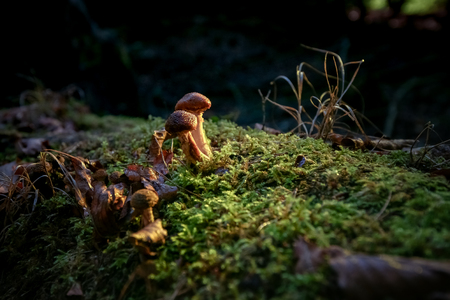 Beautiful young brown fungus on old tree trunk, silhouetted against the green moss and illuminated with sunflair in an autumn forestの写真素材