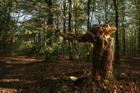 An old tree trunk, broken and crushed by an autumn storm, is lit with striking sunlight in the middle of a large autumn forest.の写真素材