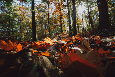 Seasonal scene with densely covered forest land and sun flair and floodlight
