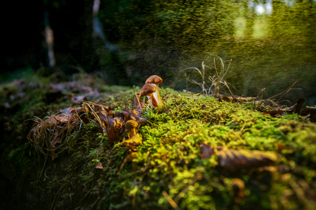 Beautiful young brown fungus on old tree trunkの写真素材