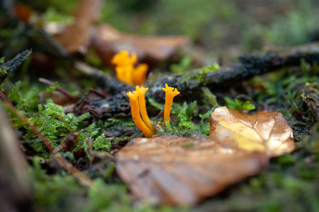 Yellow stagshorn (Calocera viscosa), is a jelly fungus, closeup photoの写真素材