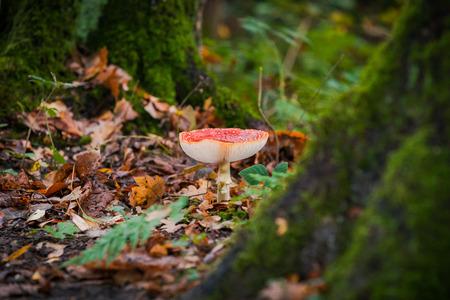 Big red shining amanita muscaria mushroomの写真素材
