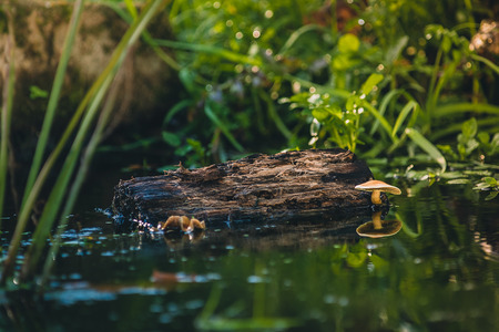 Mushroom grows above the water in a natural environment and reflects the lamellae in the water...