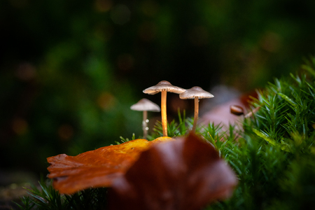 Small autumn mushrooms in the moss in beautiful autumn light in a fairytale macro scene.の写真素材
