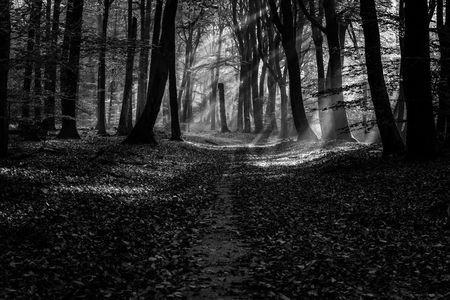 Scenery of Sprielderbos in black and white - one of the oldest and most beautiful forests in the Netherlands.の写真素材
