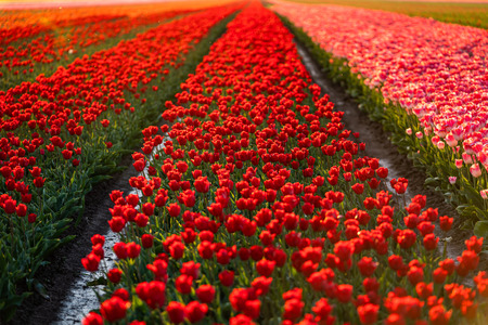 In late April through early May, the tulip fields in the Netherlands colourfully burst into full bloom. Fortunately, there are hundreds of flower fields dotted throughout the Dutch countryside, which means that tulips are never very far awayの写真素材