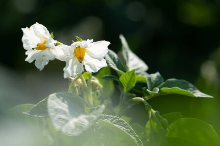 Flowering potato. Potato flowers blossom in sunlight grow in plant. White blooming potato flower on farm field. Close up organic vegetable flowers blossom growth in garden. Not Genetically engineered.の写真素材