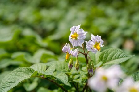Flowering potato. Potato flowers blossom in sunlight grow in plant. White blooming potato flower on farm field. Close up organic vegetable flowers blossom growth in garden. Not Genetically engineered.の写真素材