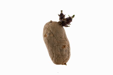 Old germinated potato isolated on white background. Big sproutsの写真素材