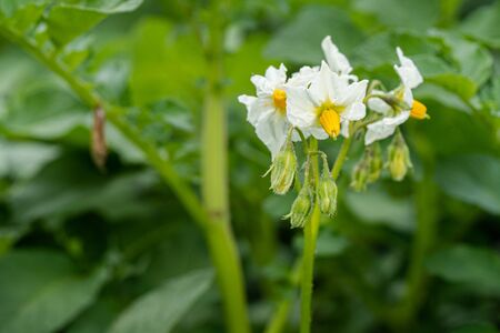 Flowering potato. Potato flowers blossom in sunlight grow in plant. White blooming potato flower on farm field. Close up organic vegetable flowers blossom growth in garden. Not Genetically engineered.の写真素材