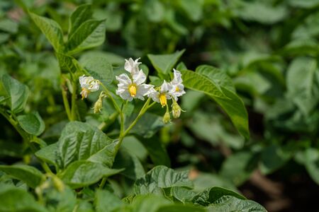Flowering potato. Potato flowers blossom in sunlight grow in plant. White blooming potato flower on...