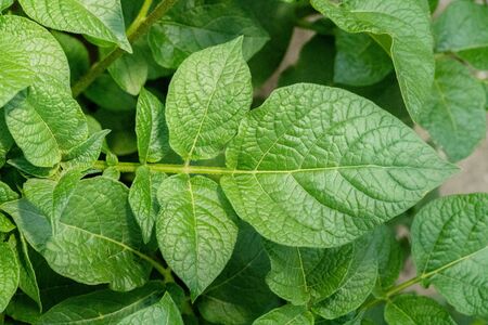 Green potato plant. Leaf of vegetable. Organic food agriculture in garden, field or farm. Growth of...