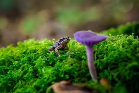 Purple violet mushroom Amethyst deceiver (Laccaria amethystina)の写真素材