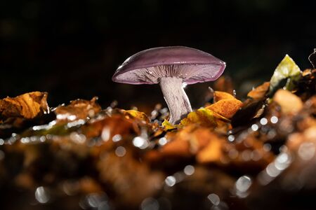Pastel-toned and edible with a magical twist. Wood blewit has a blue to violet-tinged cap and gills...