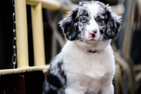 Dog with blue eyes and white with gray fur. Ship dog aboard an old clipperの写真素材