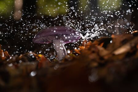 Pastel-toned and edible with a magical twist. Wood blewit has a blue to violet-tinged cap and gills when young, with pale pink spores. It sometimes grows in circles called âfairy ringsâ,の写真素材