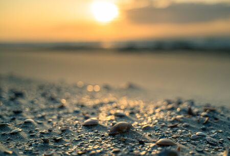 Close up photo of shells in the blowing sand on a sandy beach on the Dutch coast of Zeelandの写真素材