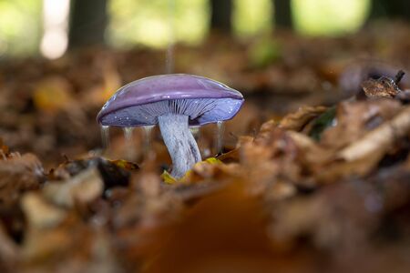 Pastel-toned and edible with a magical twist. Wood blewit has a blue to violet-tinged cap and gills when young, with pale pink spores. It sometimes grows in circles called âfairy ringsâ,の写真素材