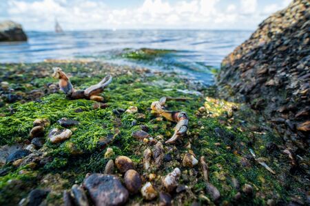 The remains of crabs on stones near the sea. Place of sea birds meal. The shells of arthropods. Leftovers after breakfast of gulls.の写真素材