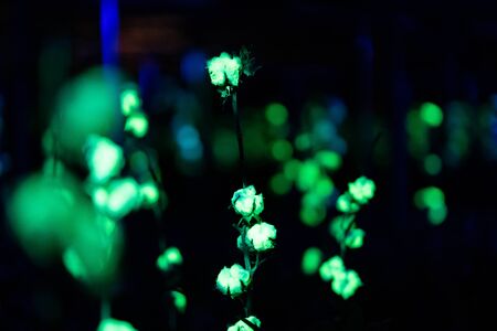 White cotton ball from plant grown in a greenhouse during a Christmas eventの写真素材
