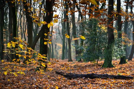 Colorful beech trees in a forest at nature reserve "speulderbos" in autumn, Netherlandsの写真素材