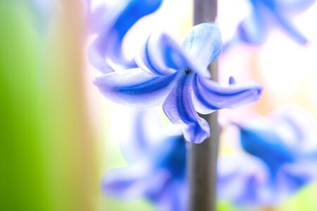 Beautiful dreamy detail shots of Common hyacinth is alsocalled blue jacket during the spring season...