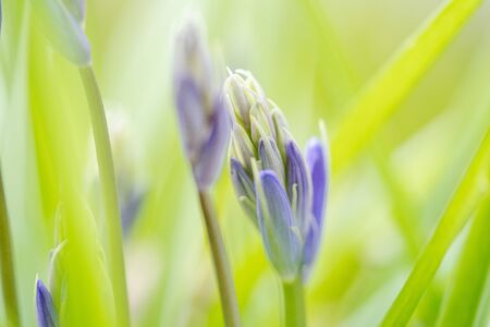 Beautiful detail shots of blue bell (hyacinths) season during the spring. Intense purple / blue color against fresh greenの写真素材