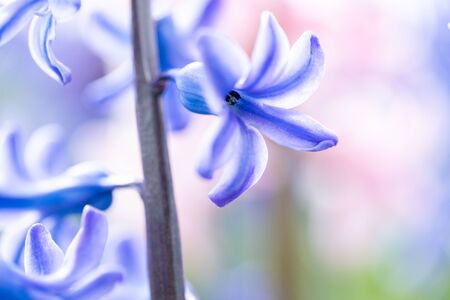 Beautiful dreamy detail shots of Blue-purple hyacinth is alsocalled blue jacket during the spring...