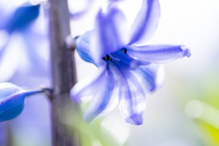 Beautiful dreamy detail shots of Blue-purple hyacinth is also
called blue jacket during the spring season in Hollandの写真素材