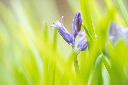 Beautiful detail shots of blue bell (hyacinths) season during the spring. Intense purple / blue color against fresh greenの写真素材