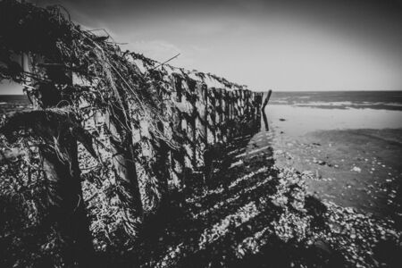 Fence with debris in the Wadden Sea at low tide along the coast with shells and mud flats, The Netherlandsの写真素材
