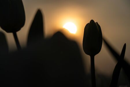 Dark silhouette of tulips on a background of a bulb field, benches and highlights.の写真素材