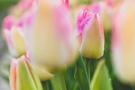 Growing flowers in spring. Closeup of pink tulips flowers with green leaves in the field outdoor. Beautiful spring blossom under sunlight in the garden and nature background at spring or summer season.の写真素材