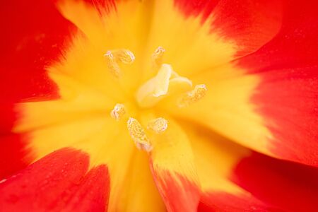 Abstract floral background macro delicate flowers red and yellow tulip. Soft selective focus. Blurred beautiful petal. Beautiful Macro of Red Tulip. Beautiful vivid macro of red tulip pistil and stameの写真素材
