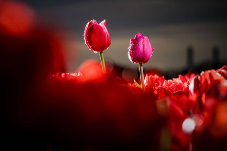 Blooming Tulip flower in nature, Close-up of bulb field in the Netherlands, flower background for...