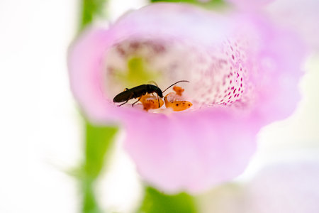 Close up of digitalis purpurea flower (foxglove, common foxglove, purple foxglove or lady's glove)