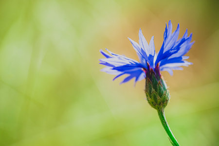 Summer wallpaper of blue cornflower, green spica flowers with bokeh and copy space, floral abstract background. Summertime. Rustic style. Macro soft image. Place for text. Selective focus.の写真素材