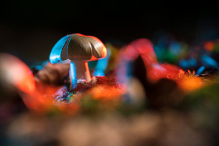 Theatrical illuminated macro photography with close up of fungus mushroom in the forest. Atmospheric...