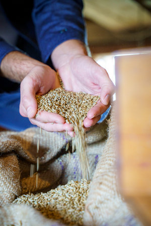 Wheat grains in hands at mill storage. Close up. Good harvest in the hands of farmers, big pile of grainの写真素材