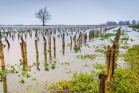 Beautiful dreamy scene with a little crocus at soft background at the end of the winter. Soft selective focus.の写真素材