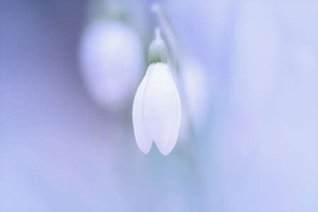 Close up spring flower snowdrops white colored in nature. Beautiful environmental view with fresh small growing crocuses. Soft selective focus.の写真素材