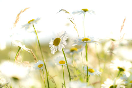 wild meadow. Field flowers. A clear summer day. Blue sky with white clouds. Blurred background.