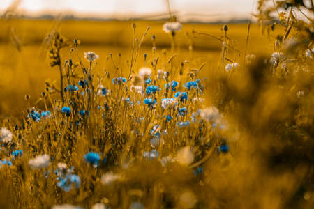 Edible Blue cornflower plants in the wild meadow garden - Duct style, permaculture countrysideの写真素材