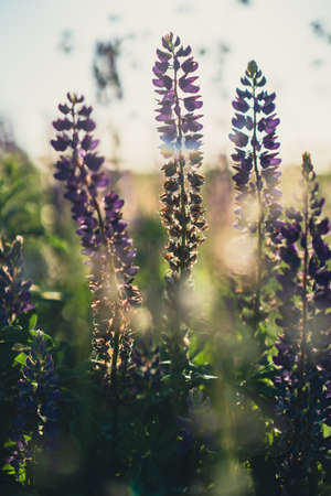 Purple lupines flowers in a field close-up, summer natural habitat backgroundの写真素材