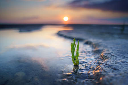 Glasswort, pickleweed, picklegrass, marsh samphire, mouse tits, sea beans, samphire greens or sea...