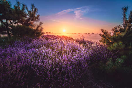 Pink heather in bloom, blooming heater landscape in the National park: Aekingerzand, Netherlands. Hollandの写真素材