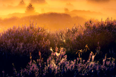 Pink heather in bloom, blooming heater landscape in the National park: Aekingerzand, Netherlands. Hollandの写真素材